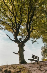 Peaceful scene with a wooden bench under a majestic tree in a sunny park setting.